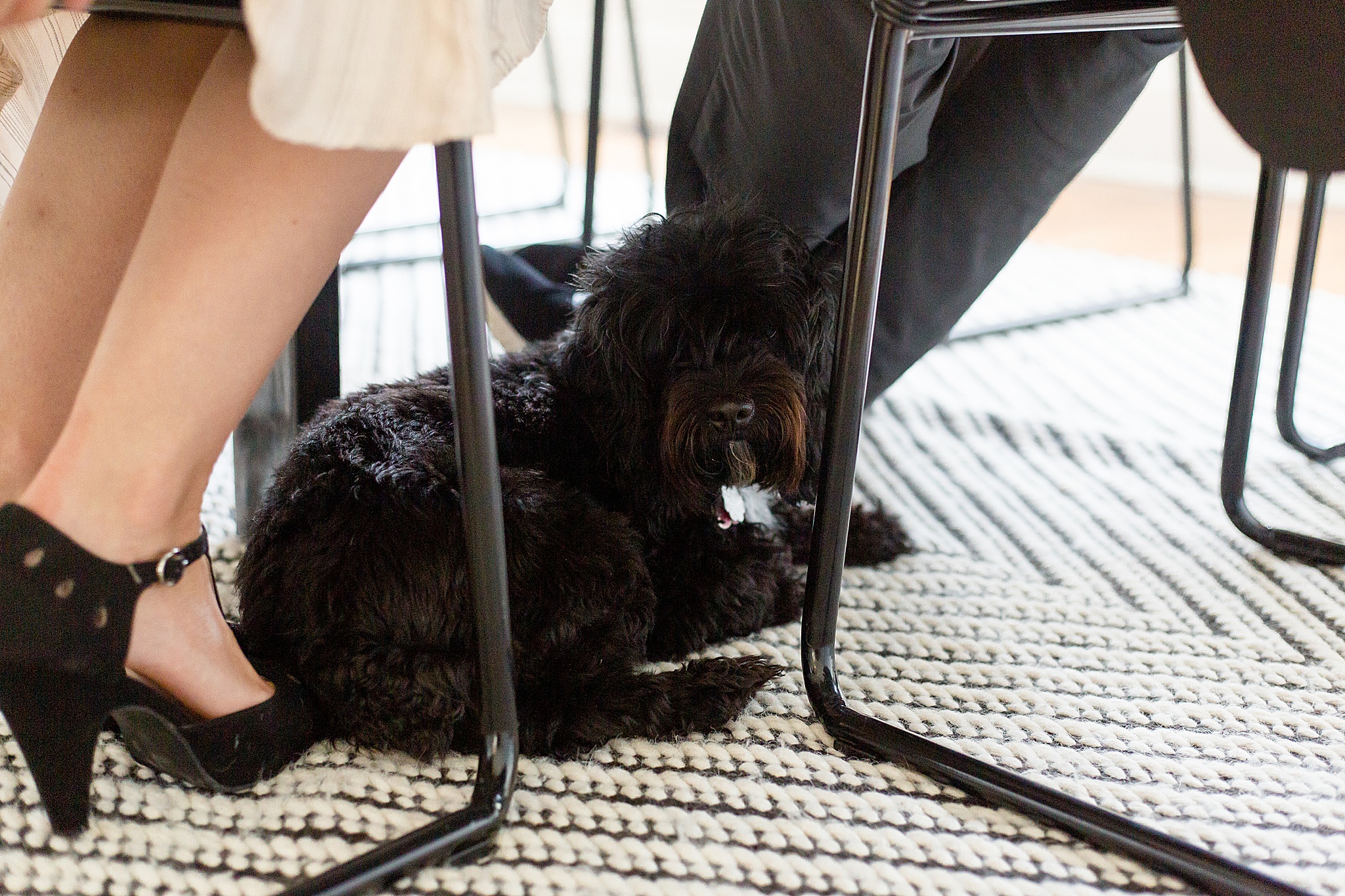 dog sits at feet during branding session